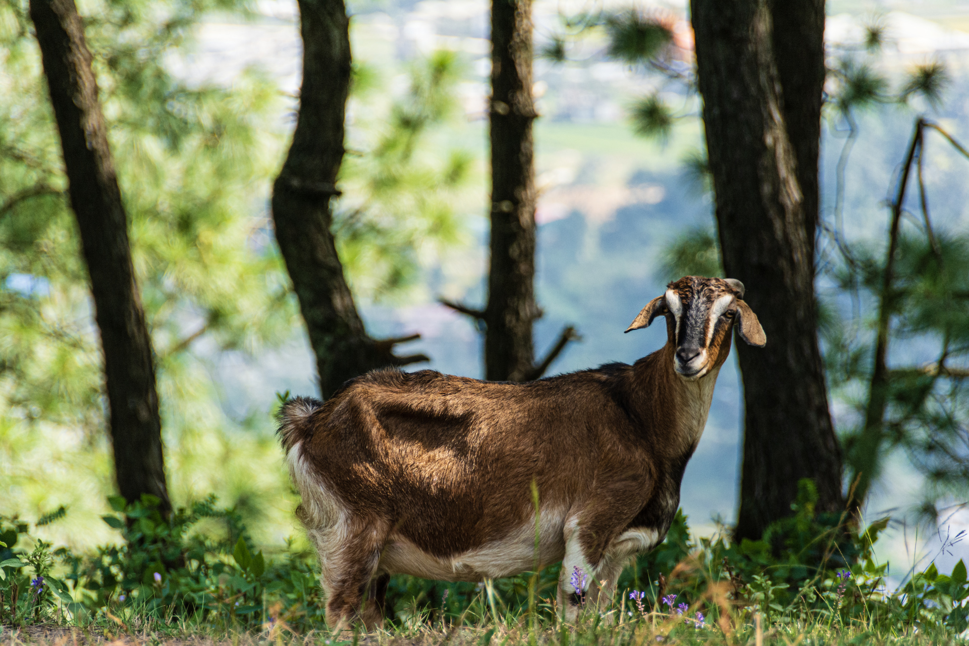 Kathmandu Shivapuri National Park